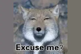 旱獭？土拨鼠？傻傻分不清楚？图片