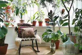 10种洋气花，天性就怕晒，北阳台养刚刚好，小众又有高级感图片