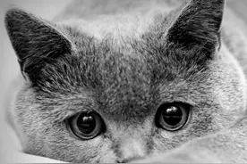 关于猫咪的死亡你可能不知道的 12 件事图片