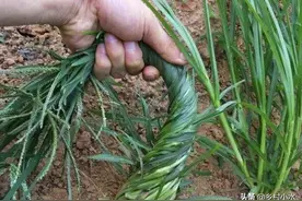 牛筋草杀不死？不妨试试这个“黄金配方”，除草效果好图片