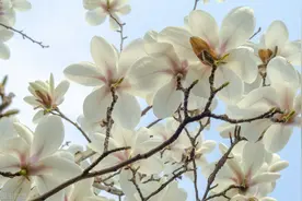 散文：怀念爷爷图片