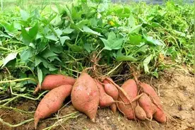 陈振龙：从国外“偷”回一根藤，救了几亿国人，被称为古代袁隆平图片