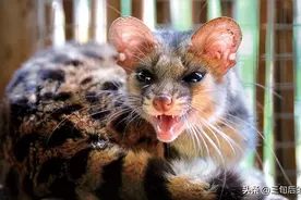 江西吉安农户活捉“鼠面猫”，头是老鼠身是猫，专家下令千万别碰图片