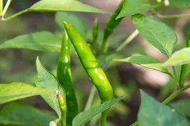 朝天椒采收环节很关键，这样做提高产量图片