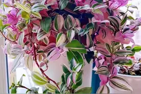 6种吉祥花，客厅一放，美丽温馨又健康，增添幸福感图片