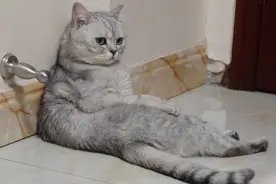 为什么“银渐层”那么多人弃养，原来是这几点原因，很真实图片