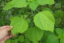 究竟是怎样的一种草，被国人奉为国草？图片