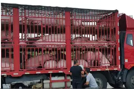 生猪调运新规修订，事关所有养猪人！将引发屠宰业大变革！图片