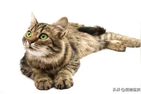 狸花猫很聪明，有的会自己开门，狸花猫进家门预示着什么？图片