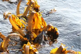 日料店常吃的“中华海藻”，竟然有 3 种性别？图片