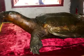 仅剩2只的濒危“神鳖”，传说在云南还有最后希望！能拯救它吗？图片