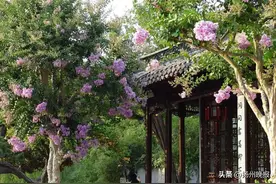 今夏，哪里的紫薇花最值得去看？图片