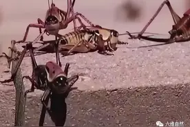 美国出现数百万只摩门蟋蟀，犹如密集的蝗虫过境，会是什么征兆？图片