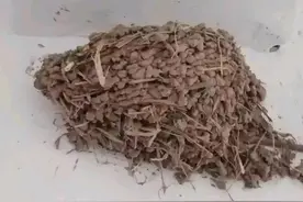 燕子冬天夏天，南北方来回飞，实在是太辛苦了图片