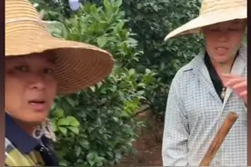 勤劳!全红婵一家自家果园干活,父亲大哥下完雨下肥,母亲帮忙锄地图片