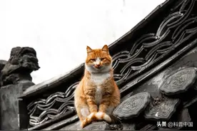 猫咪为什么喜欢高的地方？是想伺机“谋杀”“铲屎官”吗？图片