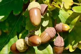 橡子：被现代人遗忘的“粮食”，过去饥荒时农民捡来做豆腐充饥图片