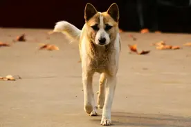 男子救下重病黄狗,4年后男子婚礼前神秘失踪,黄狗报恩竟苦寻男子图片