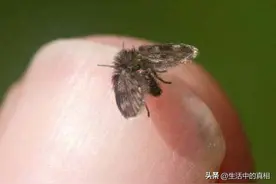 卫生间这种看似不起眼的小虫子，其实很可怕，学名叫蛾蚋图片