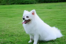 博美犬身上有哪些特点？这几点列举出来，你都明白了吗？图片