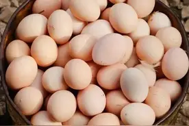 鸡蛋价格早报「2022年2月5日」第一时间早报图片