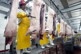 “杀年猪”违规？屠宰行业迎新监管行动，2种行为重点打击图片