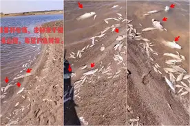 江西信江河出现大群死鱼，附近钓鱼人：好多大鳜鱼，太可惜了图片