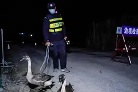 鹅有多厉害？边防牵鹅巡逻，抓获多名越境者，崇左市已部署500只图片