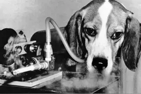 吸烟有害吗？48只狗被英国烟草公司做实验，三年每天抽100根烟图片