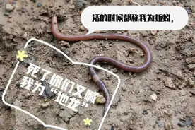 ￼ 地龙是什么？什么是地龙图片