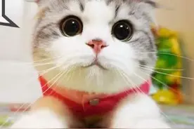 常见17种宠物猫的“寿命排行榜”，来看看你家猫能活多久？图片