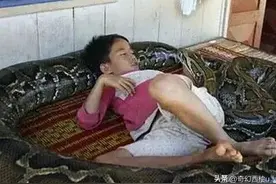 蟒蛇家养好吗？男孩与100公斤蟒蛇同吃同住，父母：前世就是姐弟图片