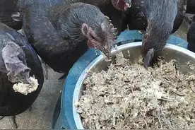 我很想说说喂下蛋的鸡吃鱼的好处，真的像补品那样神奇的图片