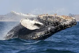 藤壶究竟有多可怕？看看海龟和鲸鱼，一生难以摆脱，痛苦不堪图片