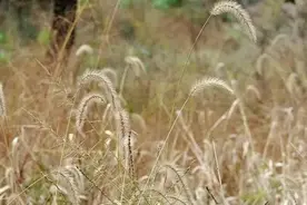 狗尾巴草的多种用途图片