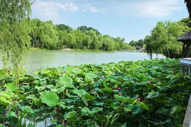 扬州市的最佳赏荷地，几十处景观写满人文传说，评价竟然褒贬不一图片