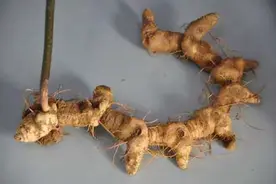 一味中药，上养肺 中养脾 下养肾 太厉害了，你一定要知道图片