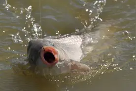 遛鱼时让鱼呛几口水，鱼的挣扎力度就小了，纯属无稽之谈图片