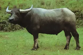 带你识别水牛角图片