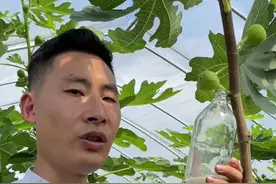 无花果的白色汁液，它其实是植物的细胞液，像蒲公英、萝藦等植物都会有。#新农人计划 #无花果汁妙用 #科普知识