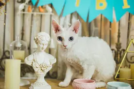 猫咪持续发情会有什么危害？绝育的风险和好处有哪些？图片