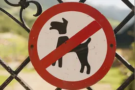 这几种狗，早已被列入“禁养名单”，养了就违法图片