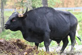 「墨脱行」路遇巴米牛——又称大额牛，因其稀有珍贵而称熊猫牛图片