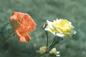 疫情期耄耋之年老人的感慨图片