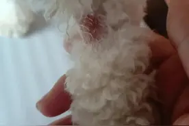 别再找了！治狗皮肤病你真的需要这篇图片