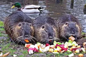 又是入侵物种！上海多地发现“巨型老鼠”，重达17公斤，谁降服它图片