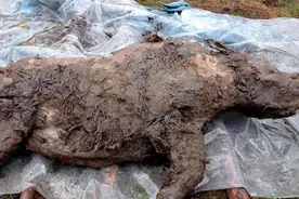 古生物尸体从冻土层中被发现，距今或已有5万年，隐藏危险信号图片