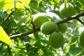 只做过9品县令的刘备，为何有资格与丞相曹操煮酒论英雄？图片