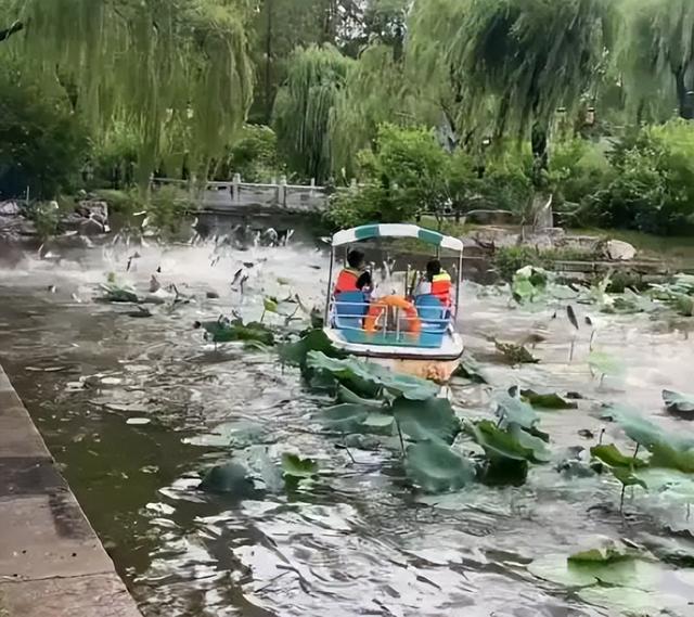 鱼身上长黑点怎么办