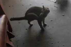 回忆80年代农村卖肥猪的点点滴滴图片